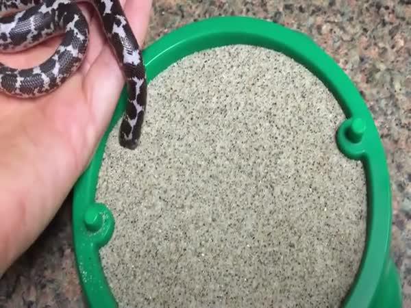 Had v písku