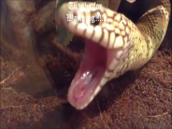 Když had zívá