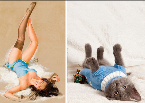 GALERIE - Kočky napodobují fitness holky