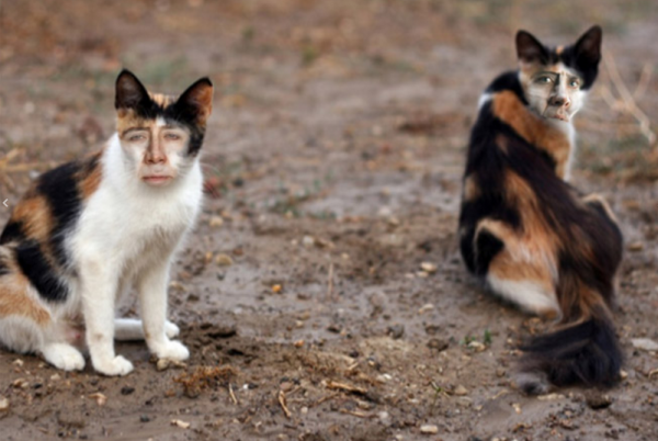 GALERIE - Nicolas Cage jako kočka 2