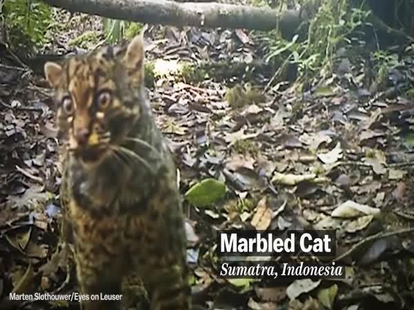 Nejlepší kočičí videa jsou z přírody
