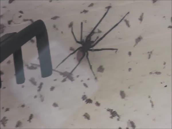     Má na zahradě největšího pavouka      