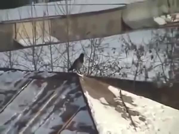 Vrána snowborďačka      