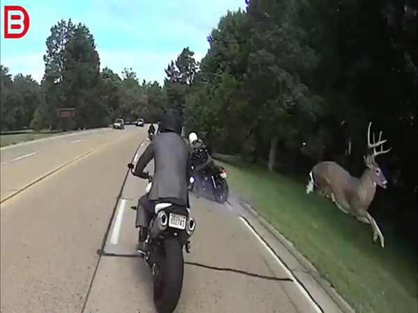 Motorkář vs. jelen
