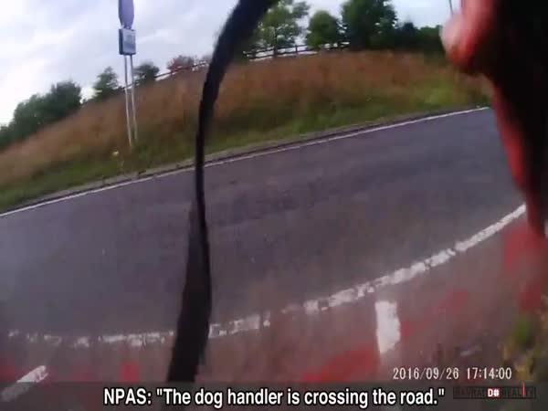       Skvělá práce policejního psa v Anglii    