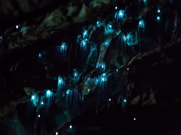       Světélkující jeskyně Waitomo      
