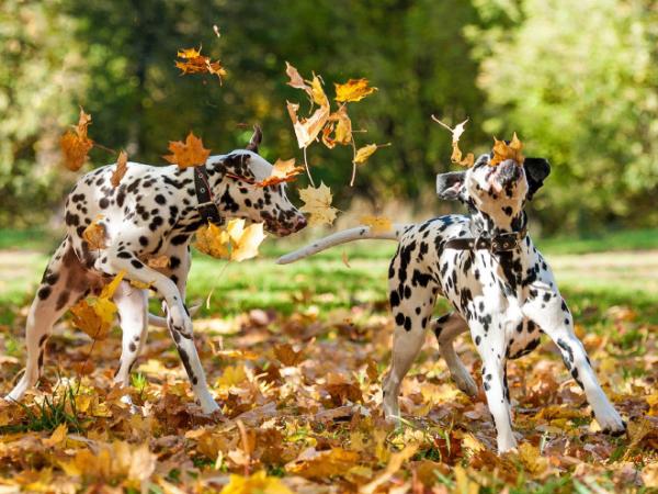 GALERIE - Jak si psi užívají podzim