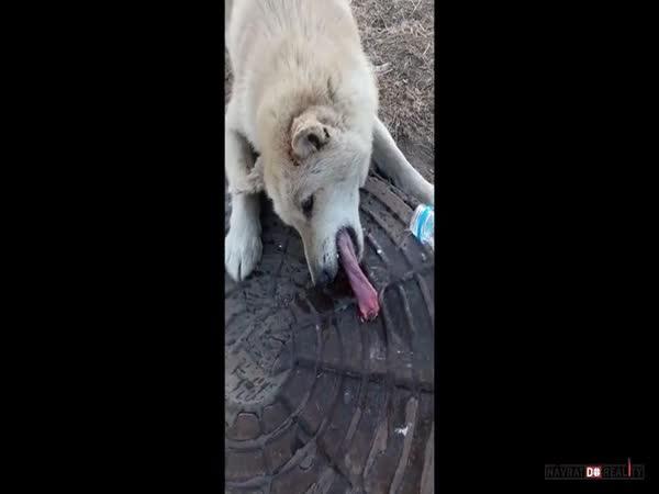       Pes s přimrzlým jazykem      