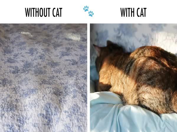 Je rozdíl žít s kočkou a bez ní?