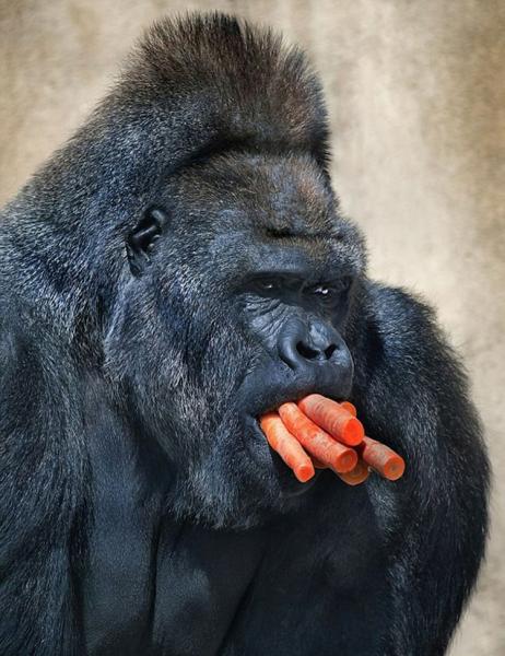 GALERIE – Gorilí rekord s mrkvemi  