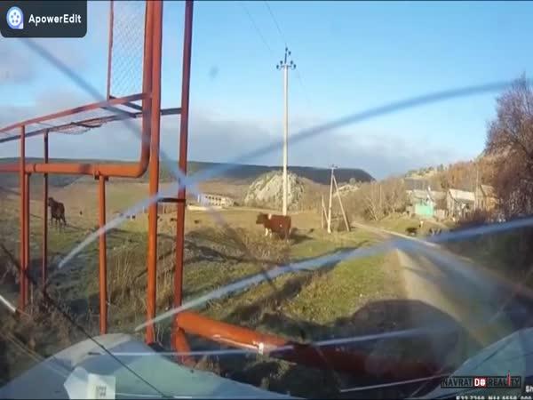     Auto vs. kráva v Rusku #2    