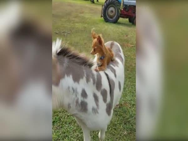 Strážný pes z texaské farmy