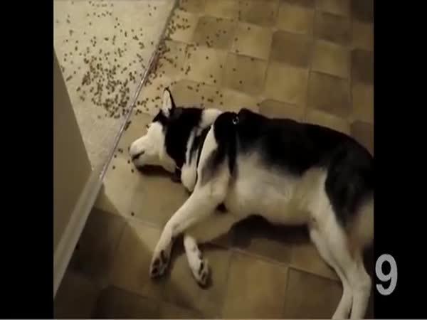       Ti nejlínější psi na světě      