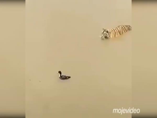 Vychytralý kačer vs. tygr