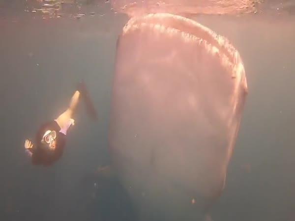 Potápění se s 12metrovým žralokem
