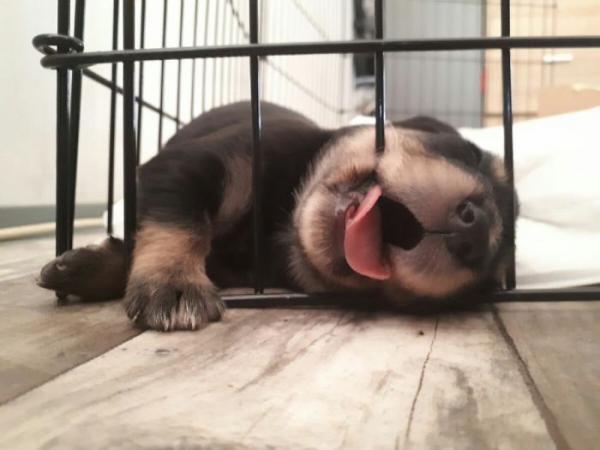     GALERIE – Ta nejroztomilejší štěňátka #8    