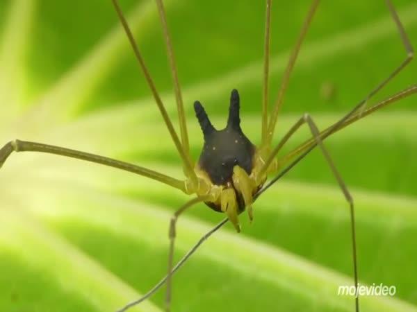 Pavouk, co se bude líbit i arachnofóbovi