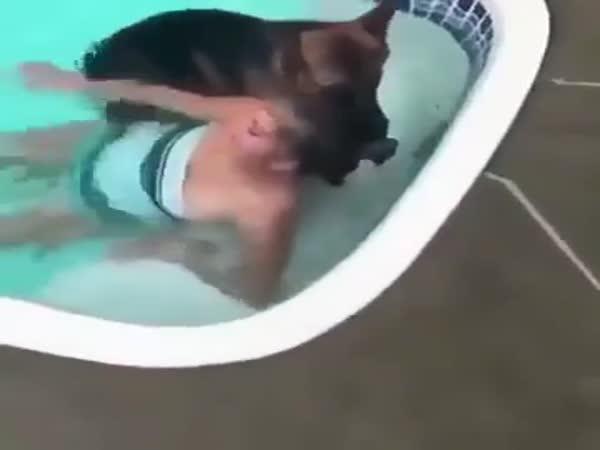 Pes zachránil topící se ženu!