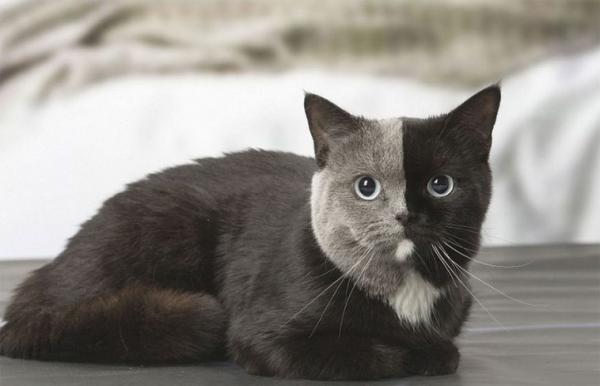     Kočky s dvoubarevnou hlavou    