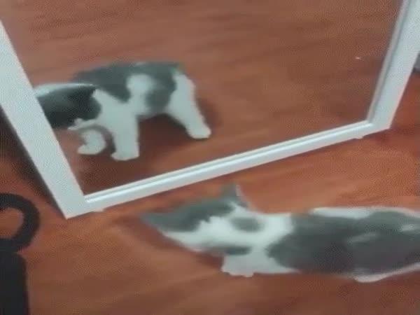 Kočky a zrcadla