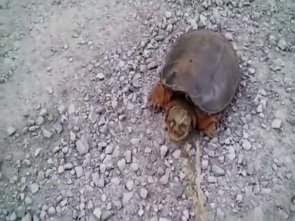 Nechte želvy žít!