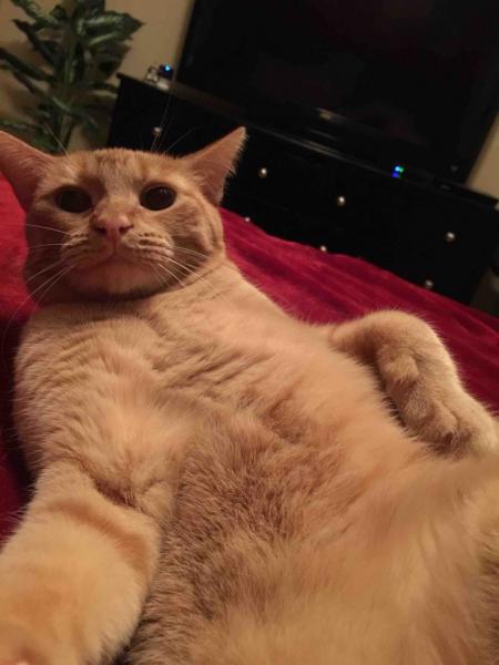     10 selfie koček, které to vychytaly    