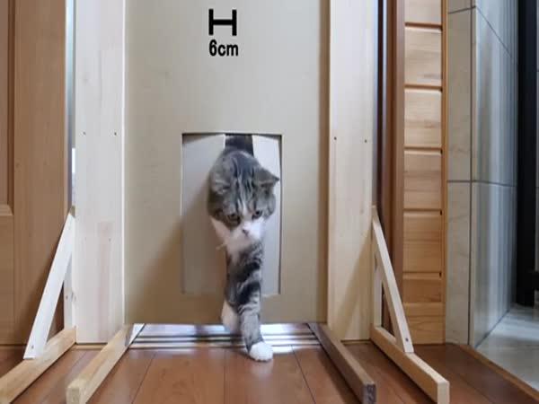 Pokus – Čím se protáhne kočka