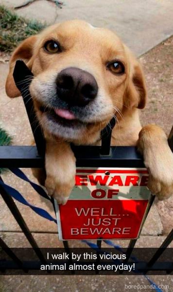     Vtipné obrázky psů na sociálních sítích    