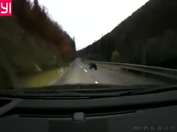 Slovensko – Srážka s medvědem