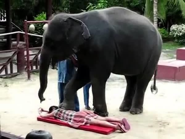 Sloní masáž!      