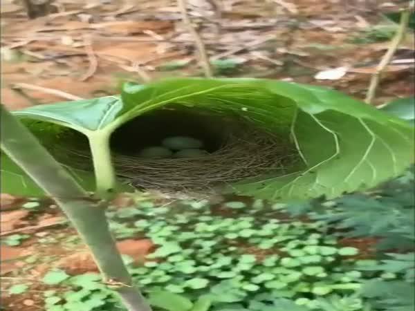         Dokonale skryté hnízdo ptáka        