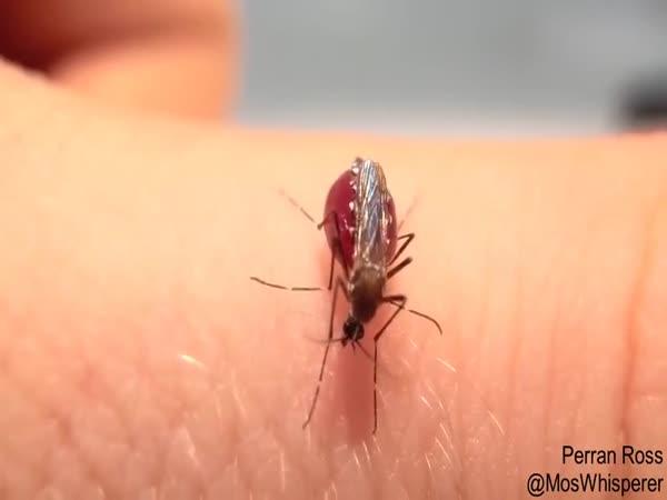       Když komár nedokáže přestat sát krev      