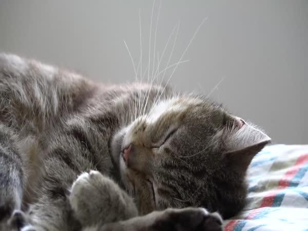     Co se dá vyčíst ze spánku kočky    