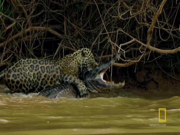     Souboj jaguár vs. kajman    