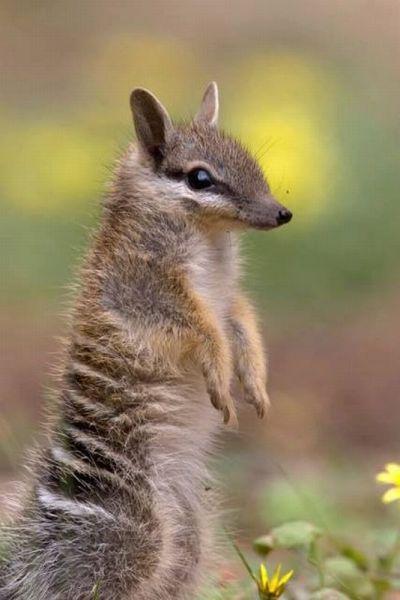     GALERIE – Zvířecí humor    