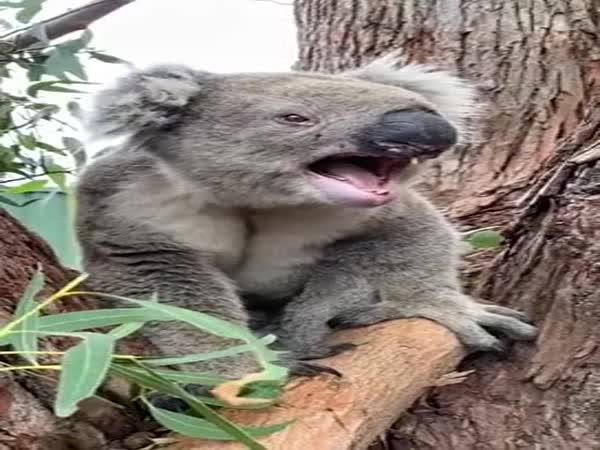     Pořádně naštvaný koala    