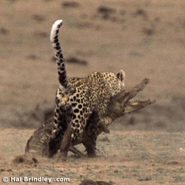     GALERIE – Leopard vs. krokodýl    