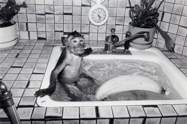     GALERIE – Co kdyby opice žily jako lidé?    