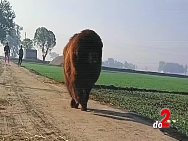     TOP 5 – Největší psi na světě    