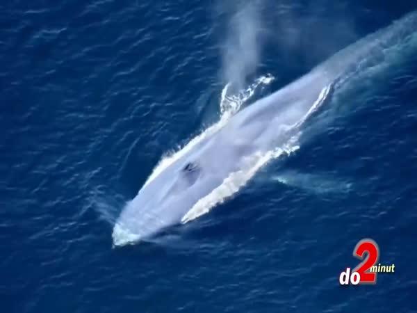       TOP 5 – Největší zvířata na zemi      