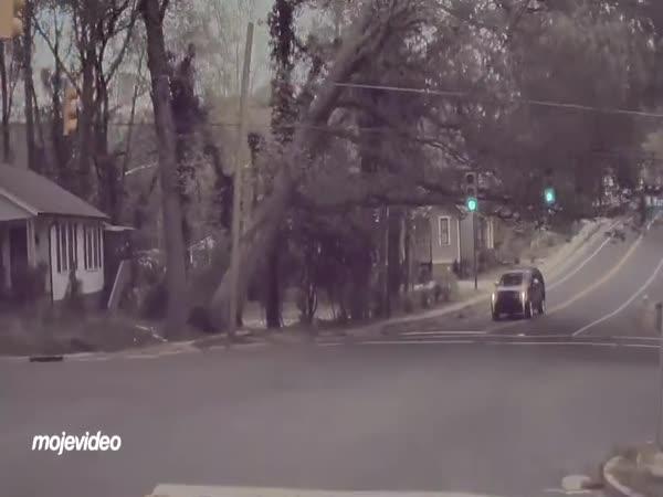     Padající strom na auto    