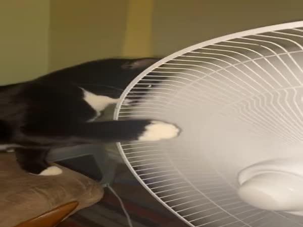     Kočka si vyhrává s ventilátorem    