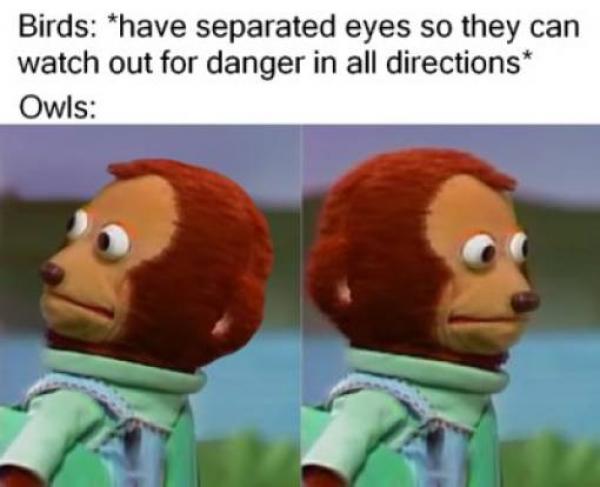     GALERIE – Vtipné fotografie s popiskem    