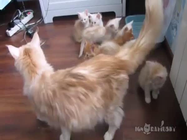     Kočičí máma testuje reakci koťat    