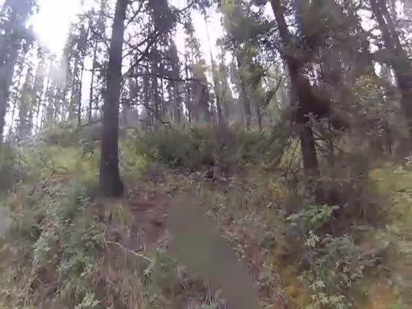     Medvěd grizzly účtuje horským cyklistům    