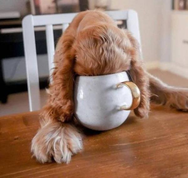     Pejsci se špatnými návyky    