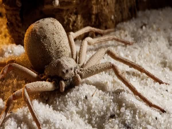       TOP 5 nejjedovatějších pavouků světa      