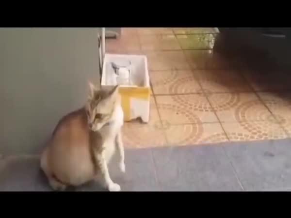     Břicho jedné kočky    