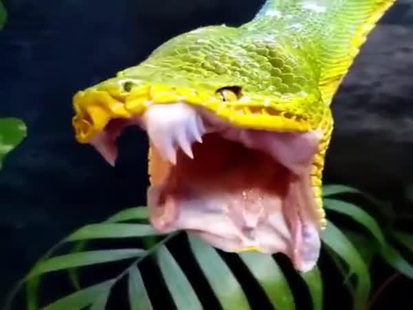     Neskutečně dlouhé zuby hada    