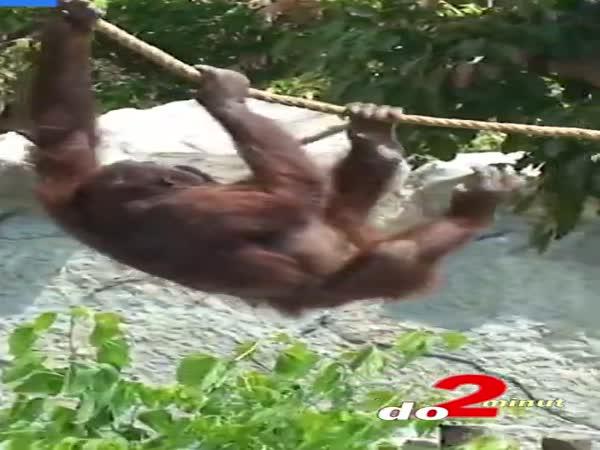     Útěk plyšového orangutana     